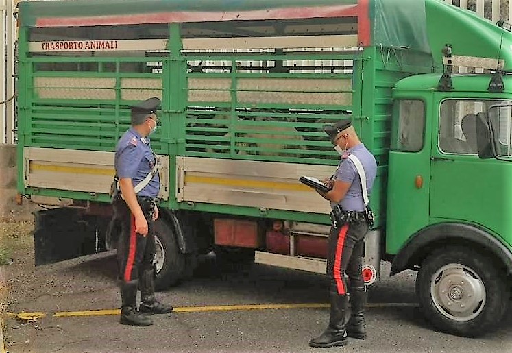 Carabinieri arrestano pregiudicati a Randazzo per furto di bestiame