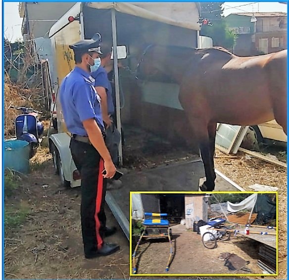 Carabinieri sequestrano cavallo in stalla a Misterbianco