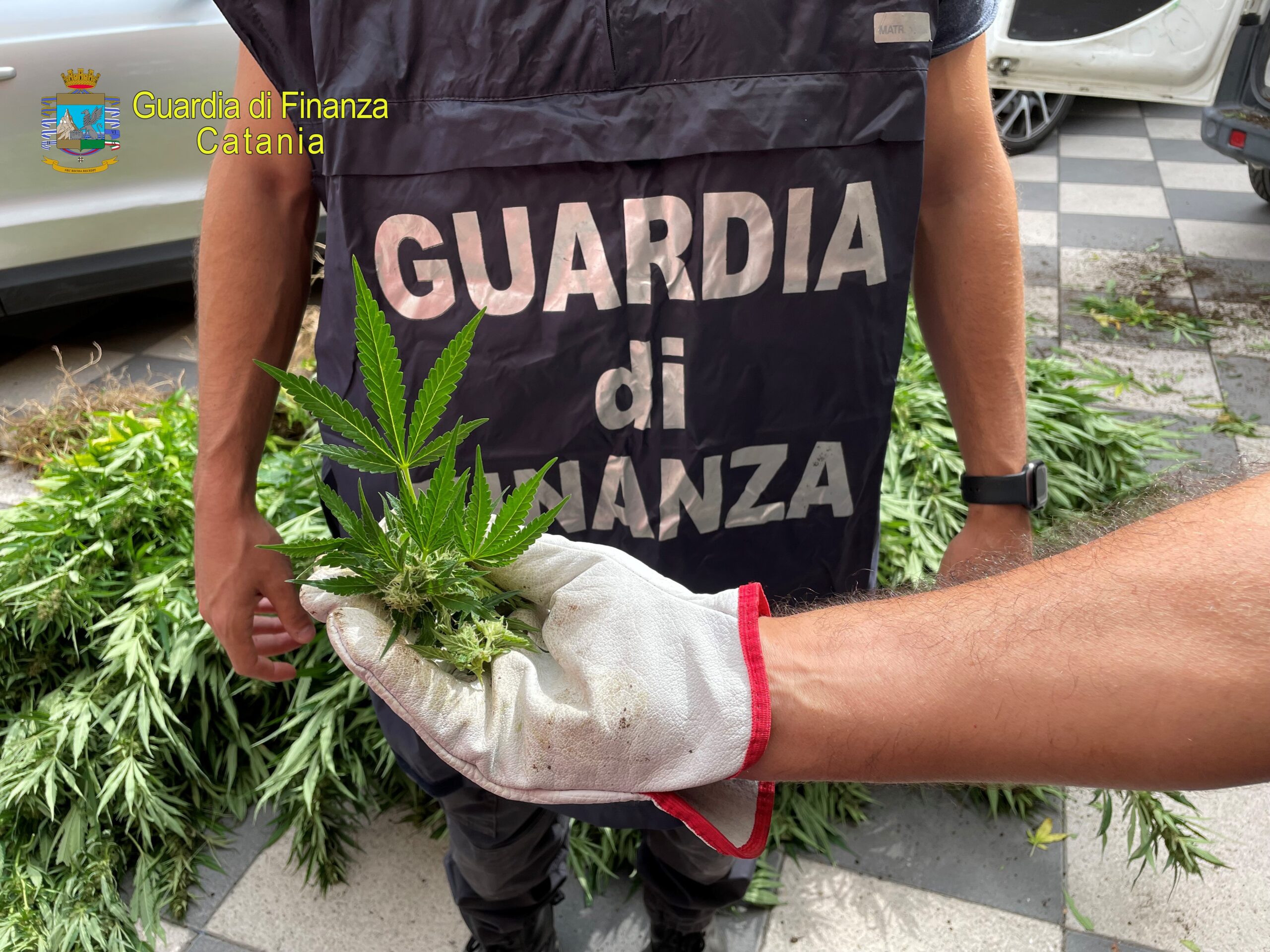 arrestato latitante piantagione canapa