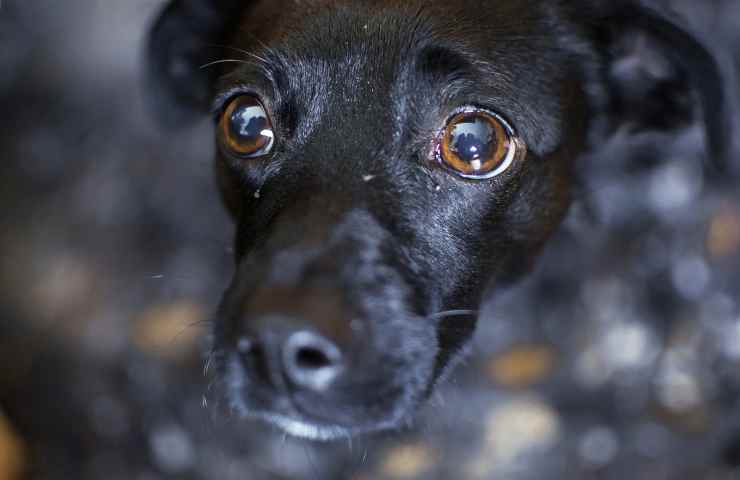 Cane spaventato dai botti