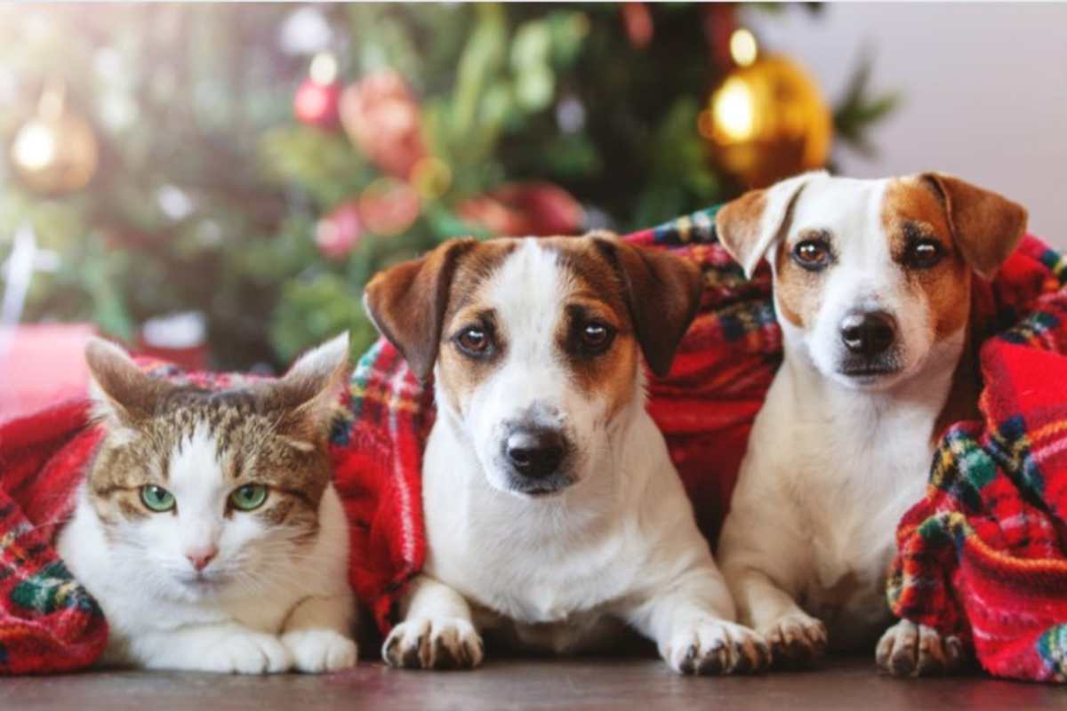 Capodanno cani gatti proteggere paura consigli