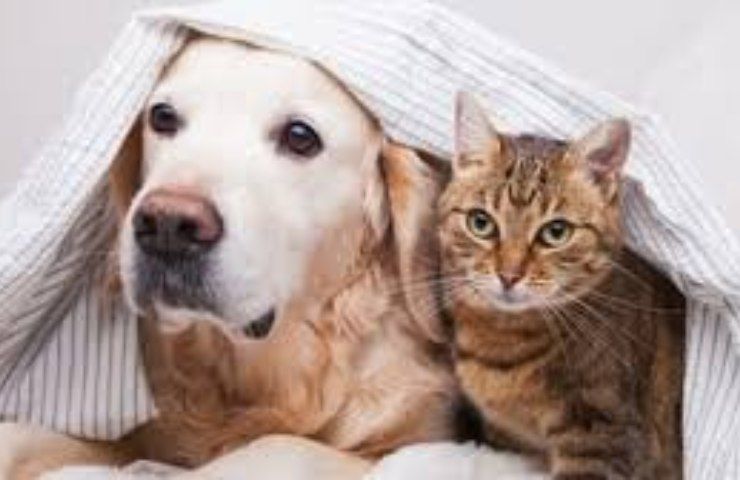 Capodanno cani gatti proteggere paura consigli