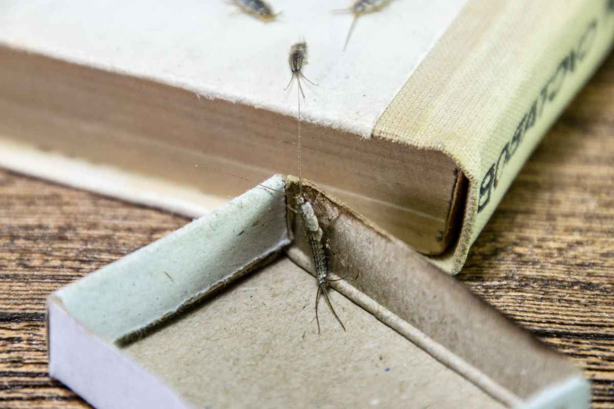 Pesciolini d'argento invadono casa