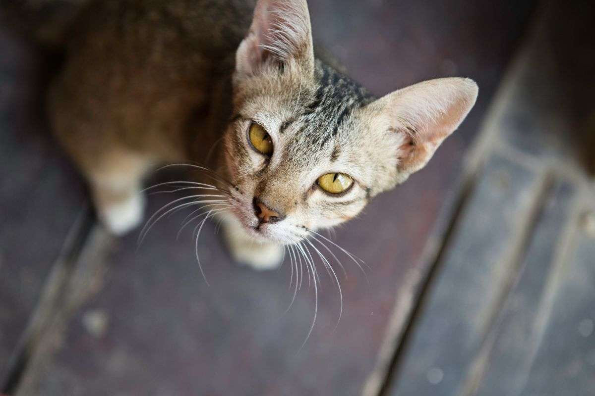 Un gatto randagio