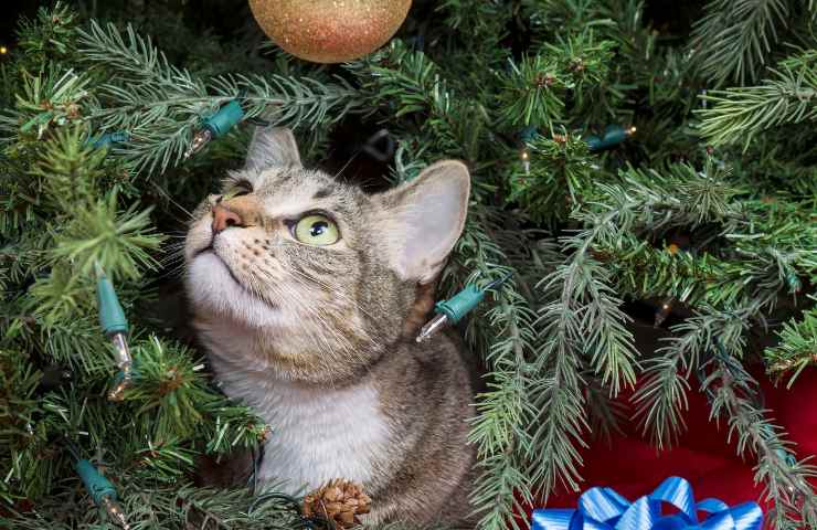 salva cosi il tuo albero di natale dal gatto 