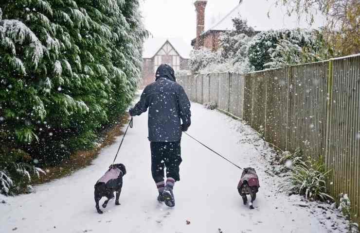 cane sulla neve come comportarsi 