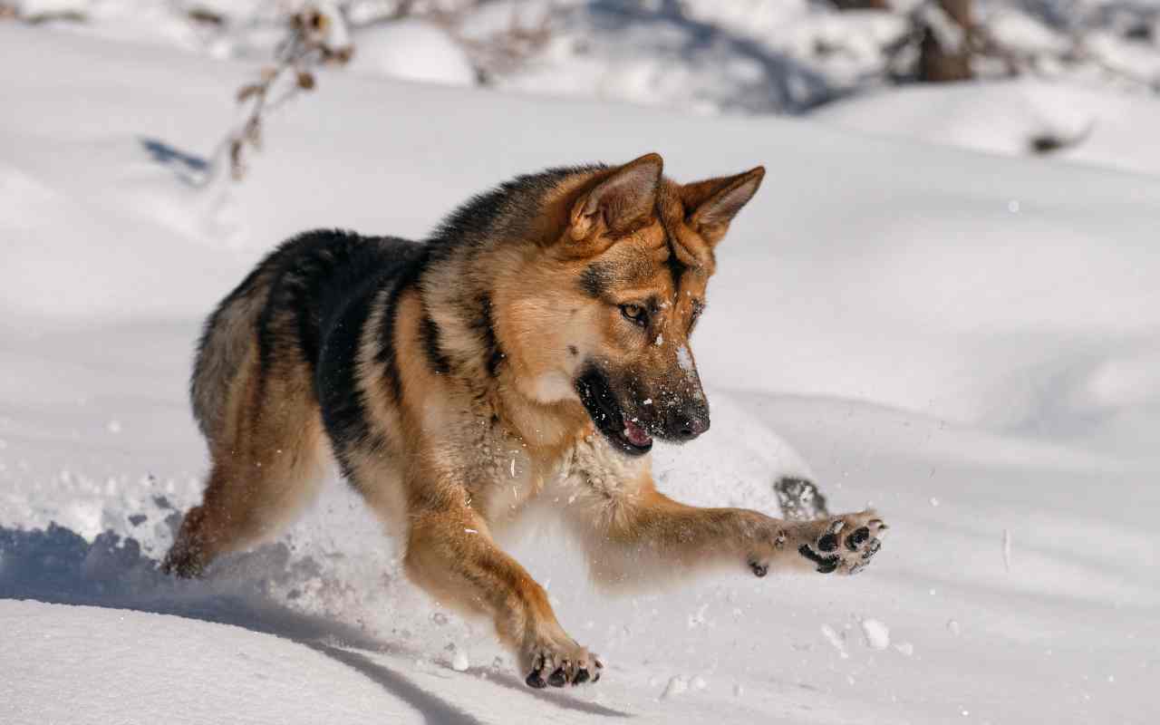 cane sulla neve consigli