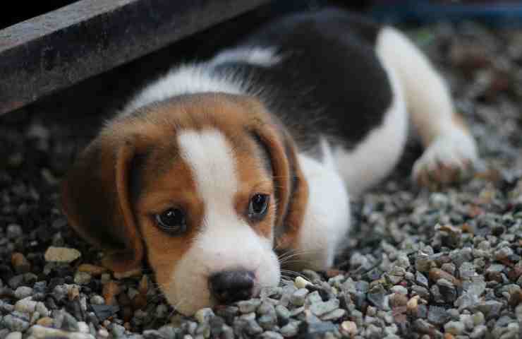 cani per bambini tutte le razze 