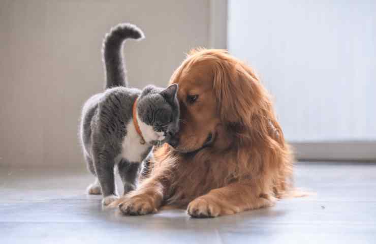 cani e gatti in casa come risolvere problemi peli 