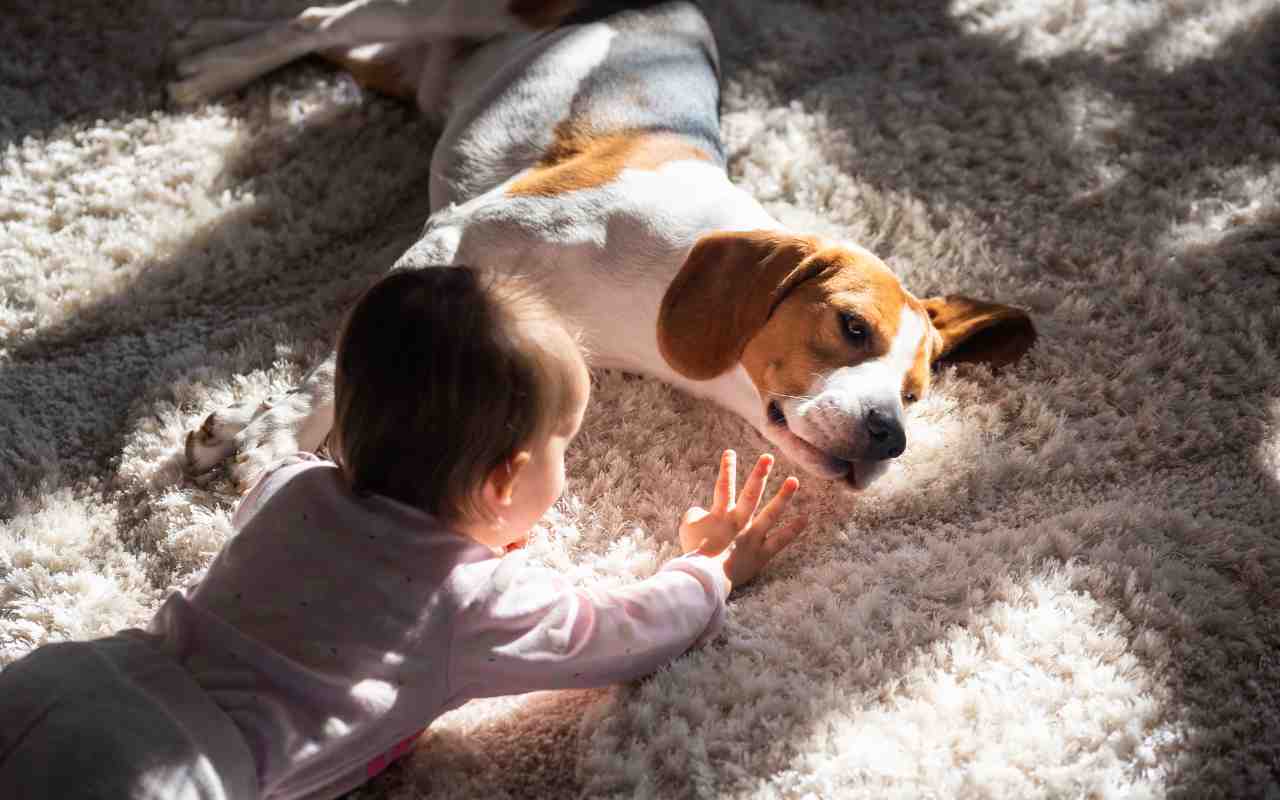 quale cane regalare a un bambino