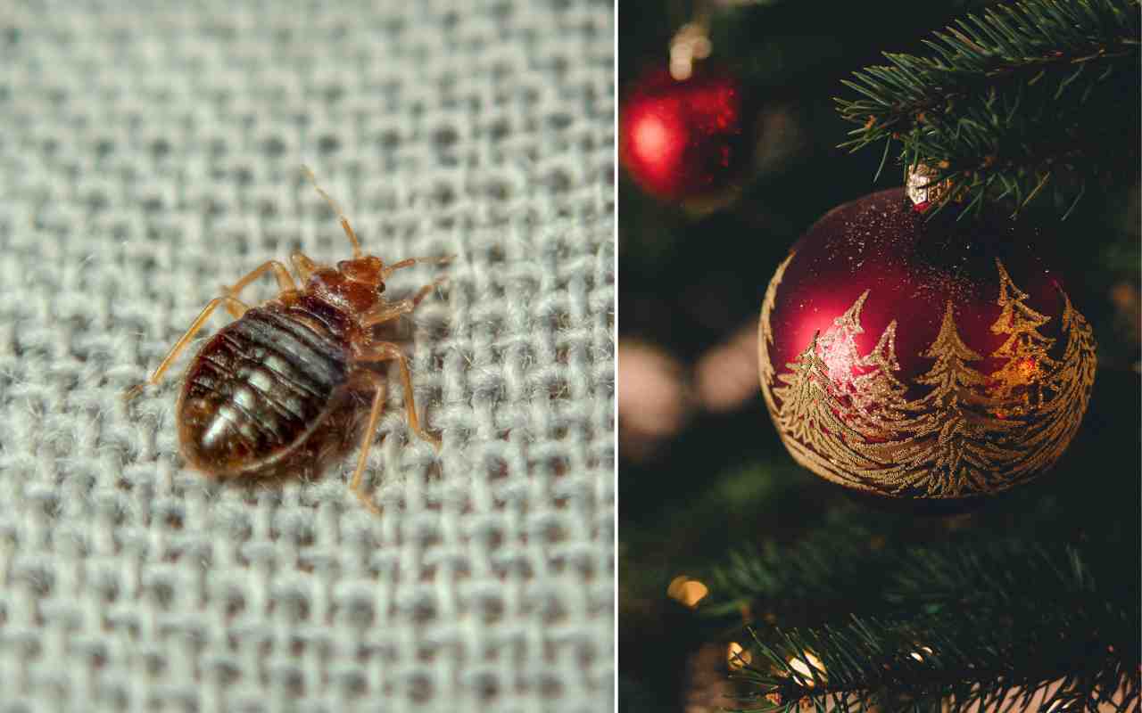 da dove possono arrivare le cimici da letto a Natale