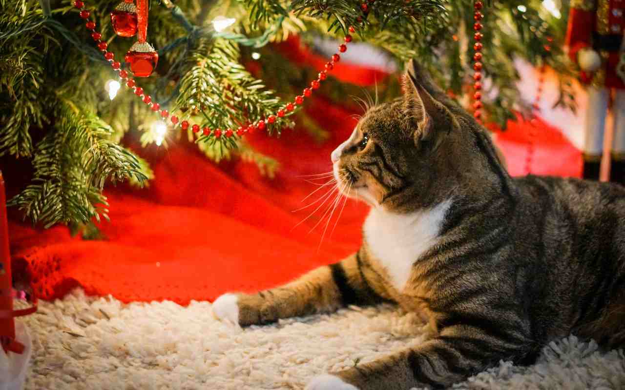 come tutelare l'albero di Natale coi gatti