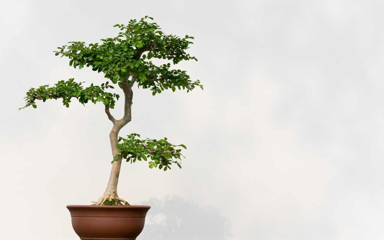 bonsai asiatico